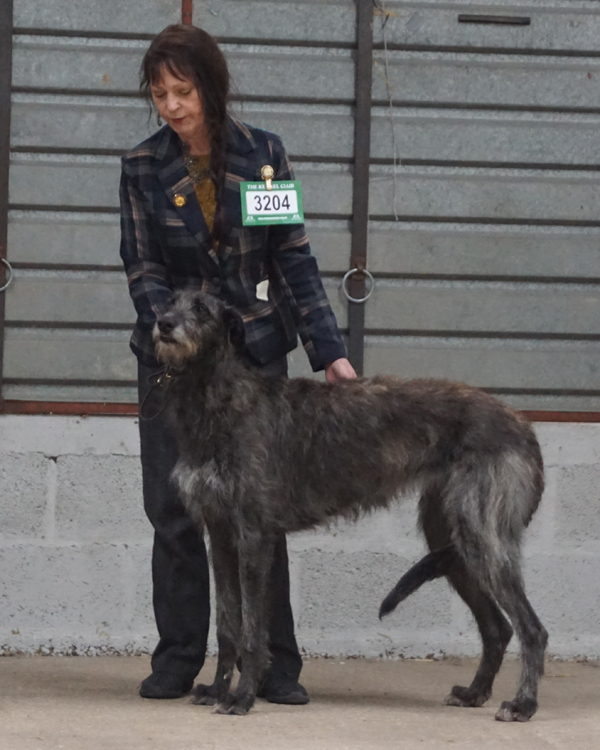 1st Yearling <strong></strong>itch